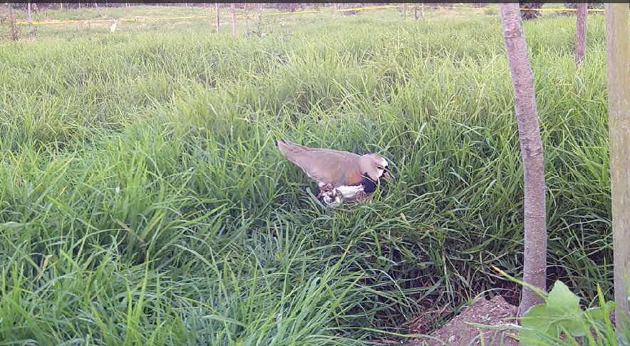 Foto de un Alcaraván