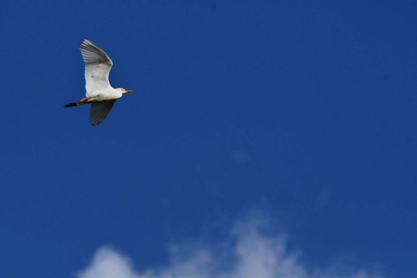 Avistamiento de aves en Bogotá