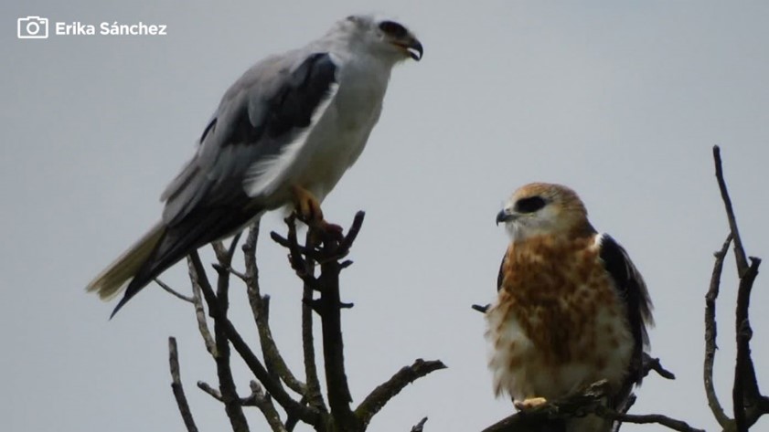 Dos individuos de la especie gavilán maromero