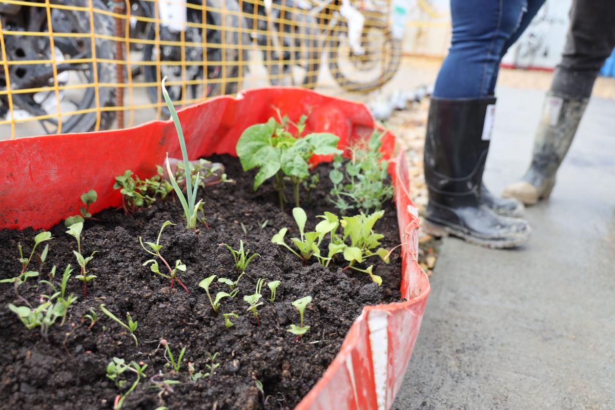 Huerta floreciendo en un maletín vial reutilizado