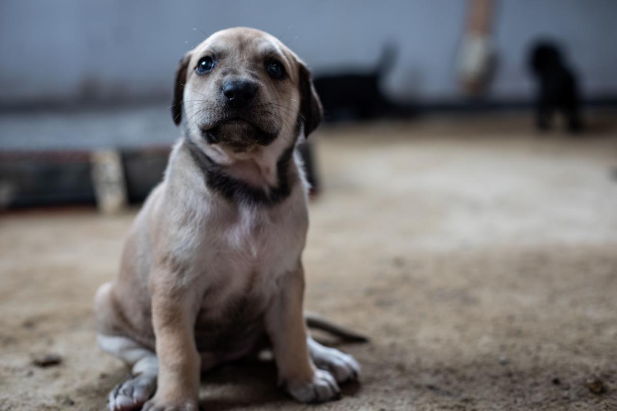 Cachorro mirando a la cámara