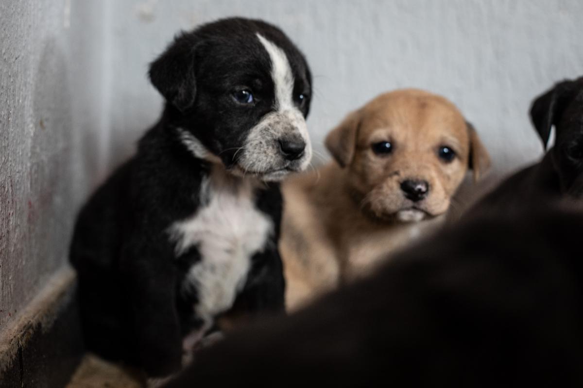 Dos cachorros en el patio taller