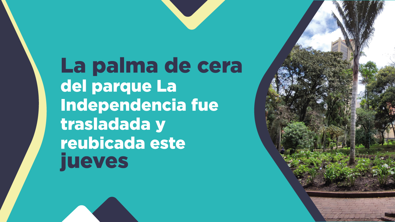 La palma de cera del parque La Independencia fue  trasladada y reubicada este jueves 