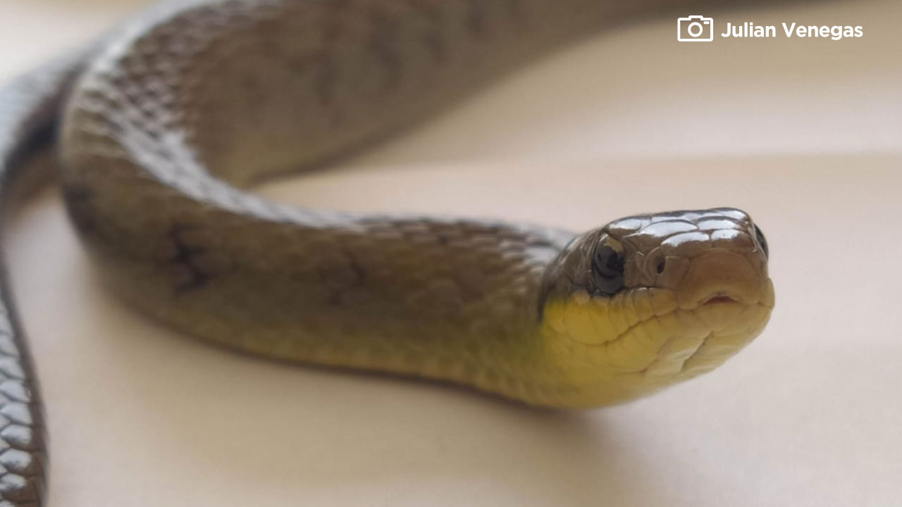 Serpiente encontrada en la patio taller del metro