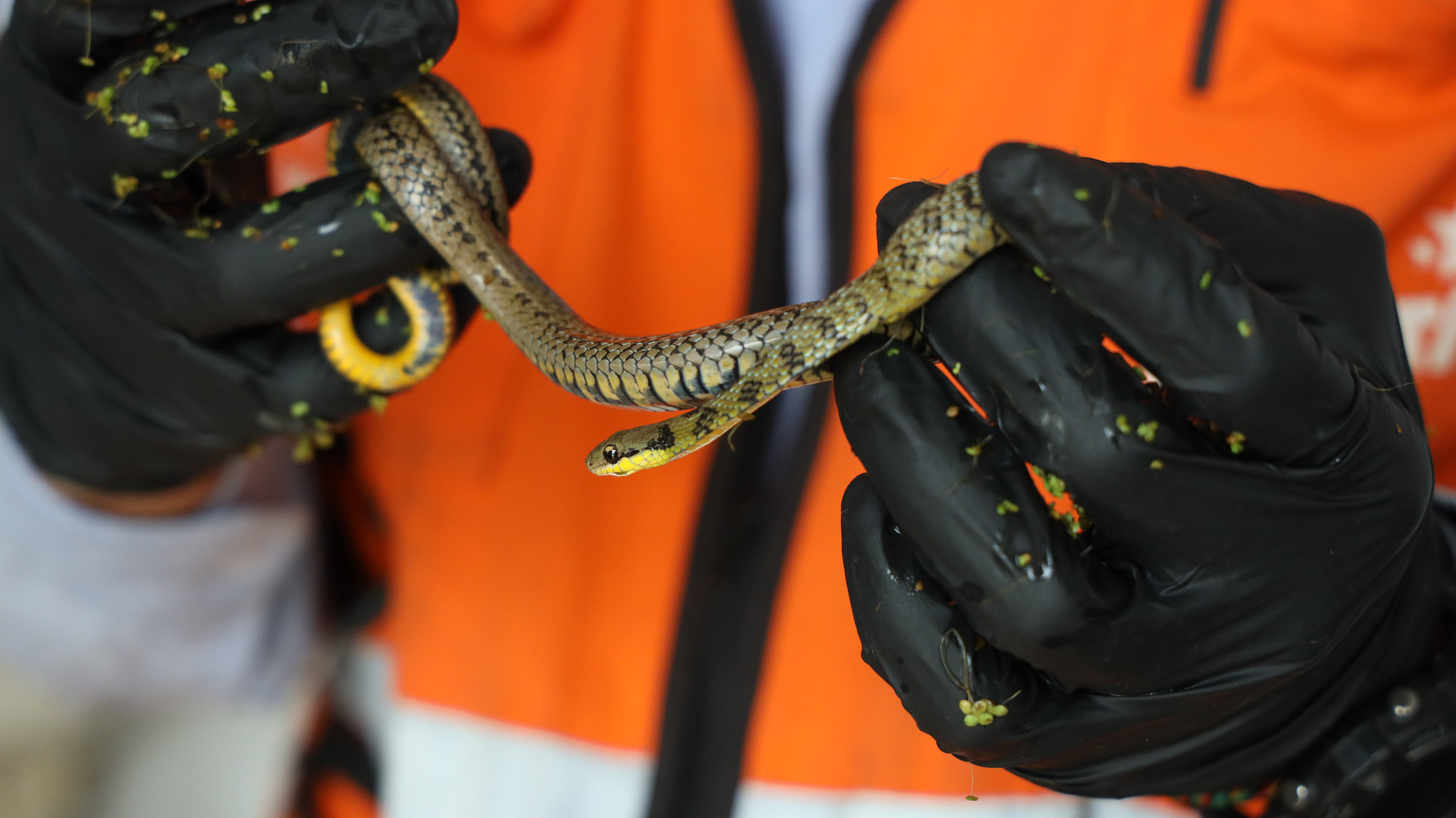 Primer plano de la serpiente rescatada