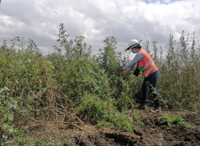 Programa de manejo de compensación para el medio biótico afectación paisajísticas
