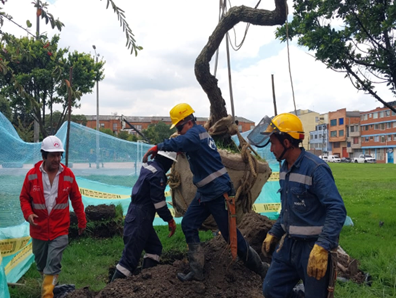 Programa de manejo y remoción de cobertura vegetal y descapote.