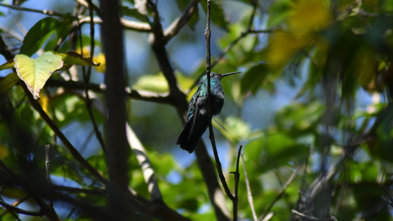 Foto de un colibrí en medio de varias ramas de un árbol