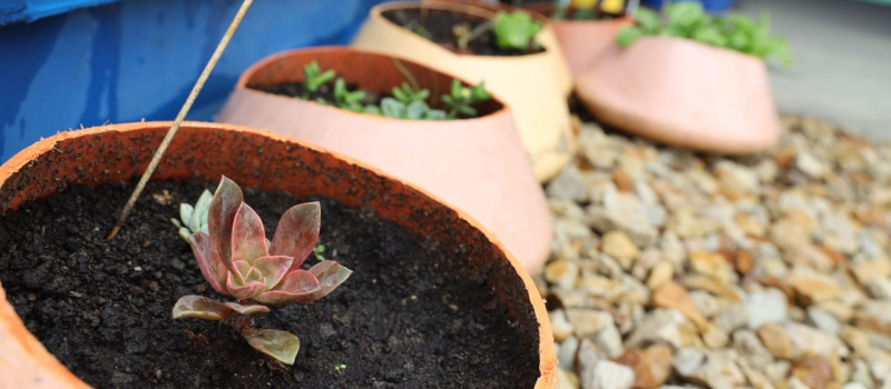 Plantas suculentas en una huerta adaptada en un elemento del patio taller