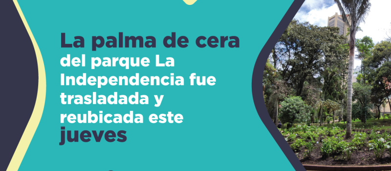 La palma de cera del parque La Independencia fue  trasladada y reubicada este jueves 