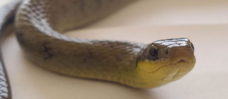 Serpiente encontrada en la patio taller del metro