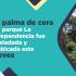 La palma de cera del parque La Independencia fue  trasladada y reubicada este jueves 