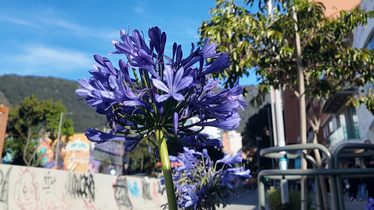 En la foto se observa una flor morada