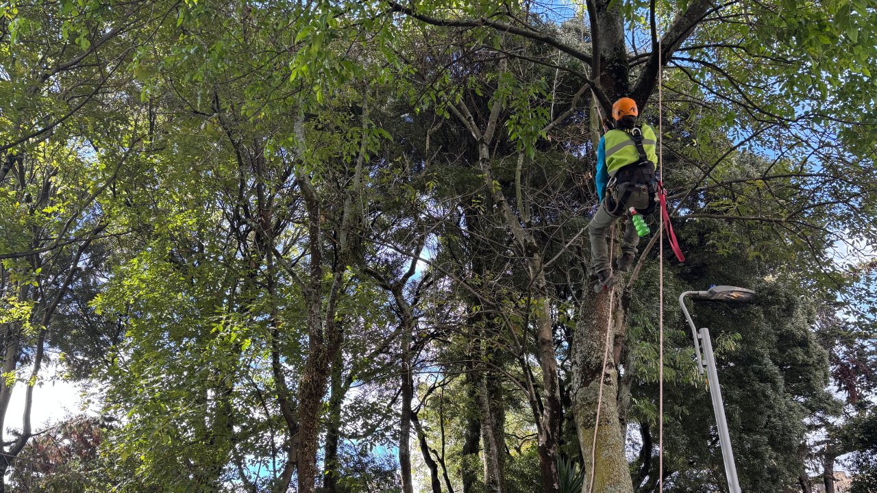 Persona subida en un árbol